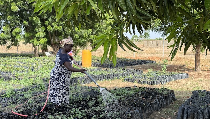 Watering plants